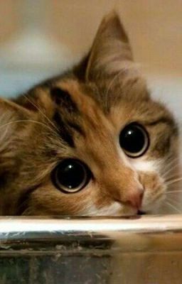 Дневник кота.