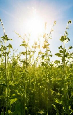 Садовый переполох