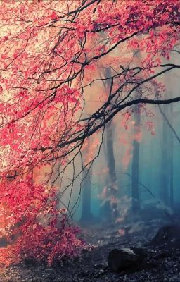 Мы в ответе за тех кого приручили