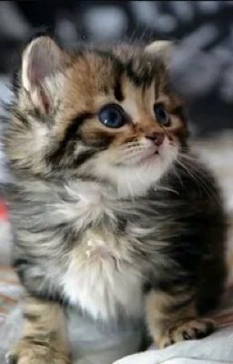 Кот Персик и 3 мыши