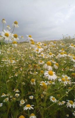 Истории и стихи.