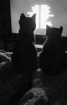 Любовь, которая умрет, последняя, но любовь спасет