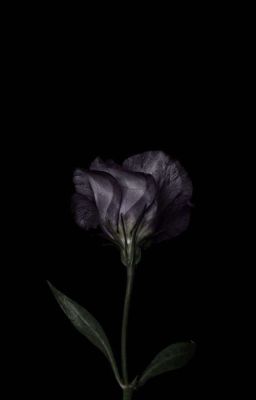 поблекший цветок.