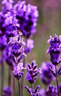 Лавандовый парк