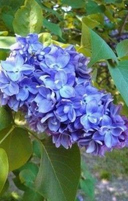 Цветы сирени