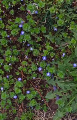 Кажется, я и в правду влюбился...