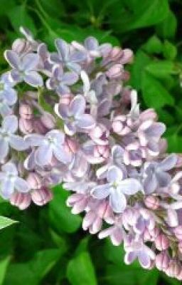 Шувайникова Татьяна "Двор Большевик"