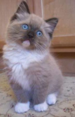 Потерянная сестра... (Закончен)