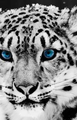 Не надоело убегать,Мышка?