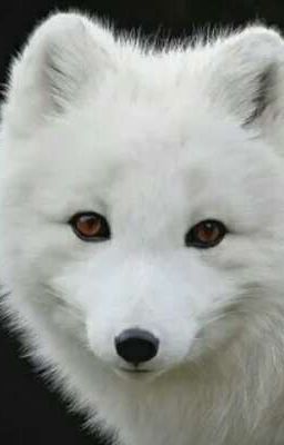 Жизнь Белой лисы
