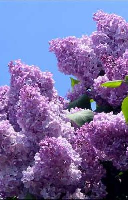 красота у каждого своя