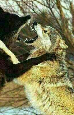 Я оборотень