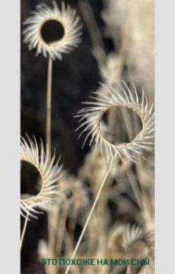 Это похоже на мои сны