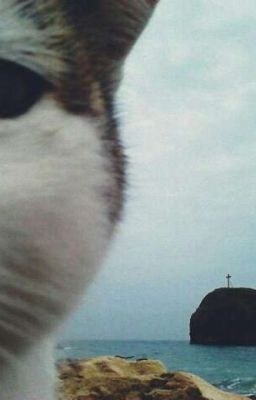 Мой кот что то скрывает