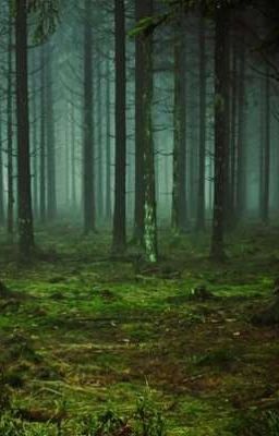 Лес-призрак 