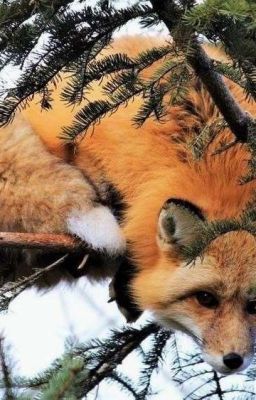 Стихи одной Лисы