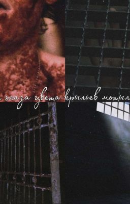 твои глаза цвета крыльев мотыльков