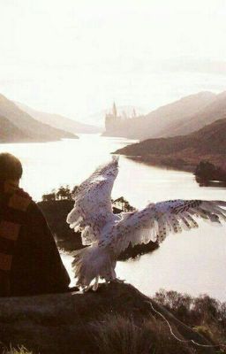 Новый дом для Гарри