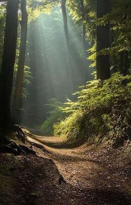 Спасение волшебного леса