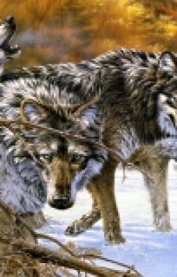 Дикое сердце. Ключ в будущее.