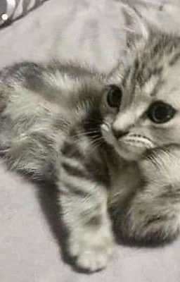 Ненависть или любовь?✨