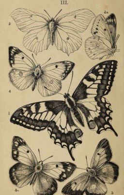 Кэрол [завершено] 