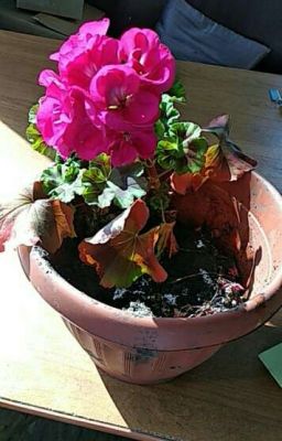 Приключения Аи