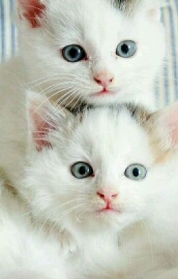 Мир Животных.