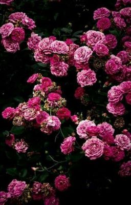 Терри Ло "Сила Хвалы"