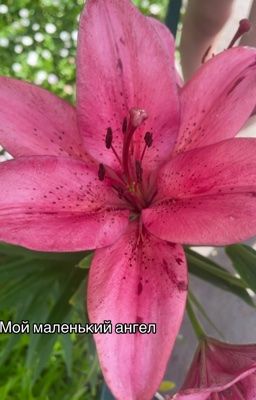 Мой маленький ангел