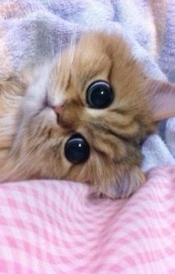 ленивый кот