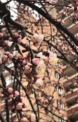 С первым лепестком майских роз