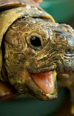 Приключение Черепашки 