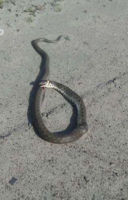 Психиатричиская болница