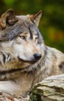 Удачная на днях была охота...