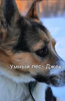 Джек- Умный Пёс