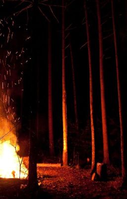 Ночь в лесу.