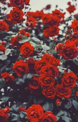 Тебянехватание