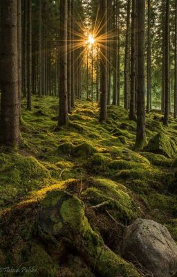 Лес как люди