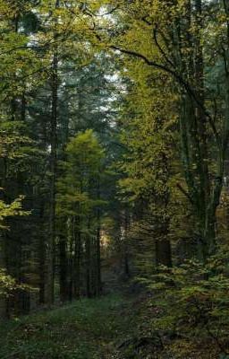 Тропы, которых нет