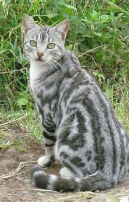 Дикая жизнь.