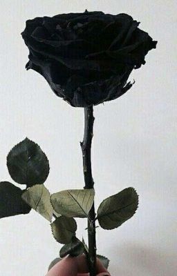 Жизнь_مدجهک