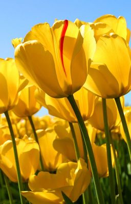 Разные истории