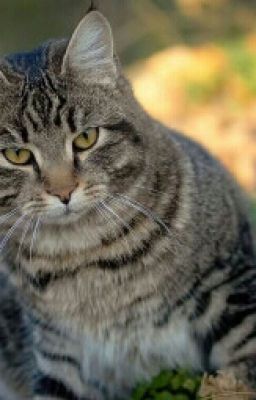 Удачливый Неудачливый Кот!