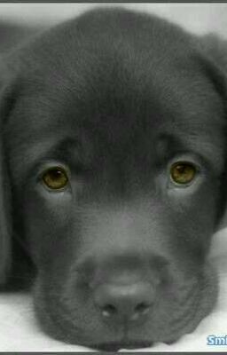 Породы  и описания  собак. 