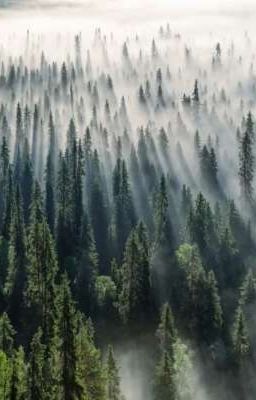 Приключения братьев Кешью 