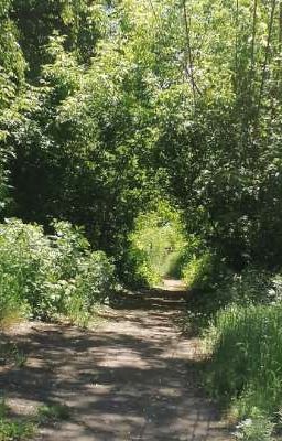 Дневник сновидений