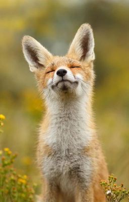 Из-за Мистера Ви я попала под колеса любви