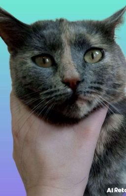 Черный котик. 1 глава