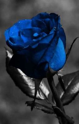 Великий из бродячих псов, история синей розы.